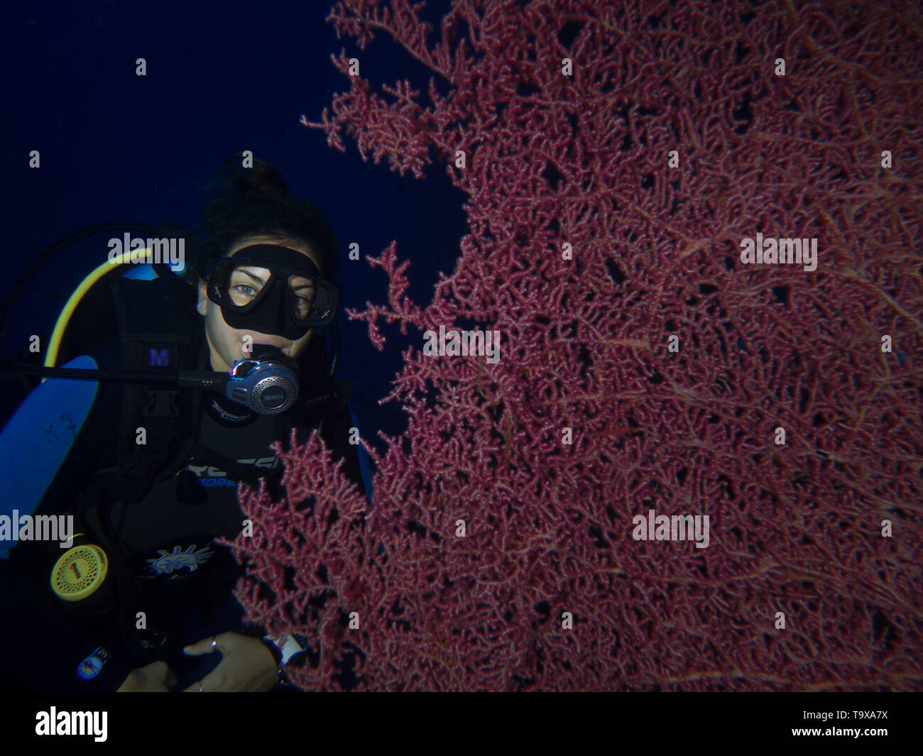 Woman scuba diver (existing model release) and gorgonian seafan underwater enjoying the coral reef of Bunaken National Park, Sulawesi, Indonesia Stock Photo