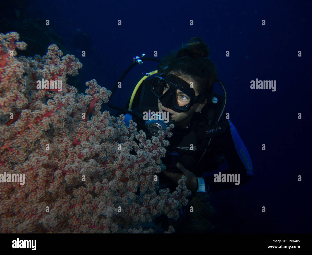 Woman scuba diver (existing model release) and soft coral underwater enjoying the coral reef of Bunaken National Park, Sulawesi, Indonesia Stock Photo