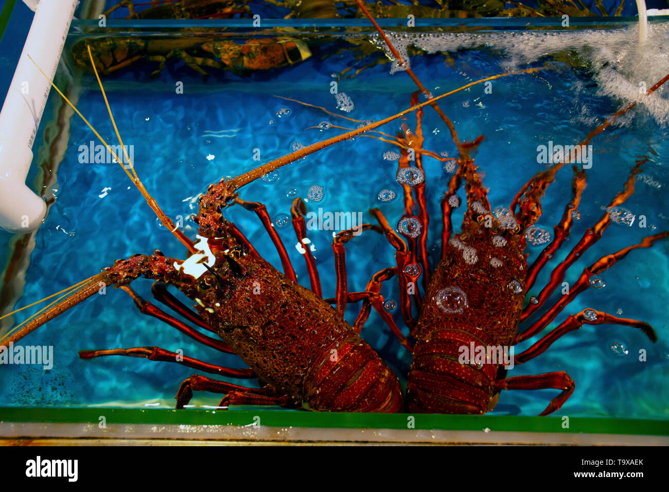 Spiny lobster for sale at the seafood market in Haikou, Hainan Island