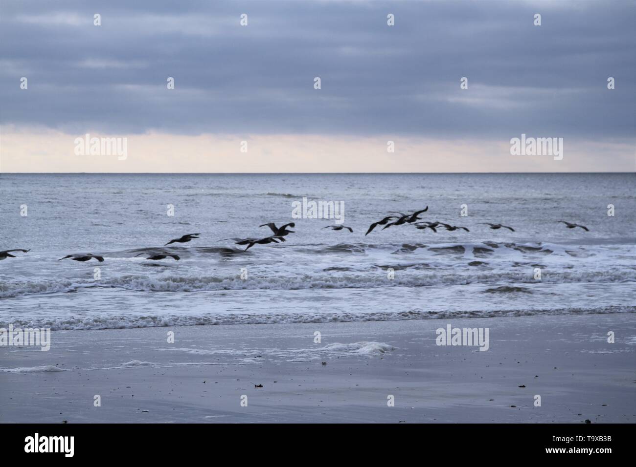 Seagulls flying before a storm Stock Photo