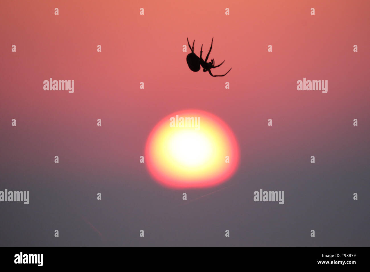 Spider at sunrise. A spider hangs from it's web as the sun rises at the start of another hot summers day. Stock Photo