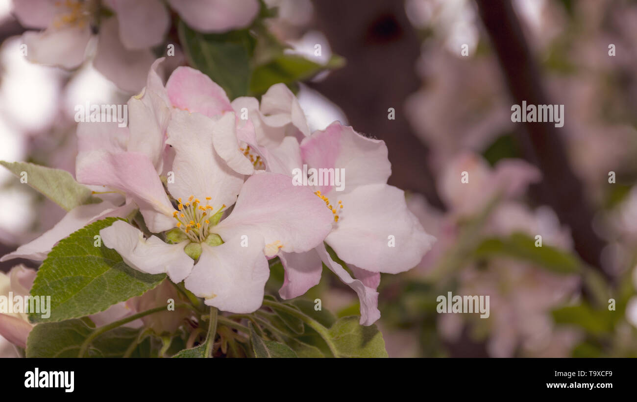 Apple tree bloom Stock Photo Alamy
