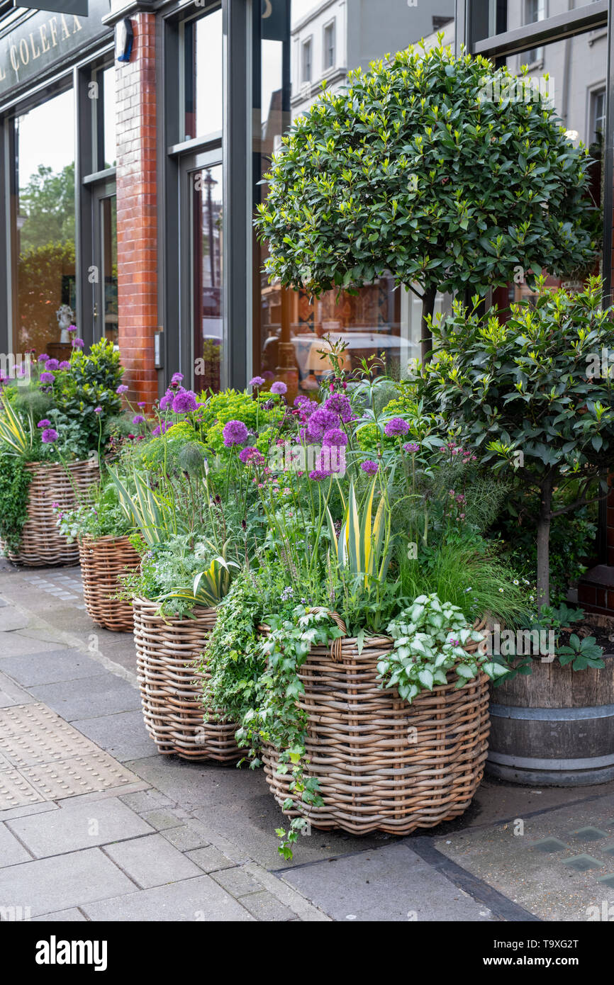 Floral display outside Sibyl Colefax and John Fowler's interior design shop in Pimlico Road for Chelsea in Bloom 2019. Belgravia, London, England Stock Photo
