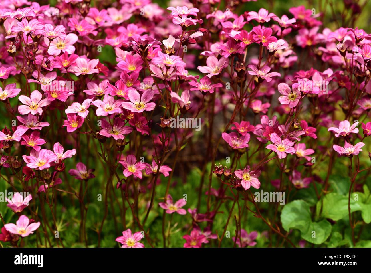 Saxifraga X Urbium London Pride Hi res Stock Photography And Images Alamy Saxifraga X Urbium London Pride Hi res Stock Photography And Images Alamy