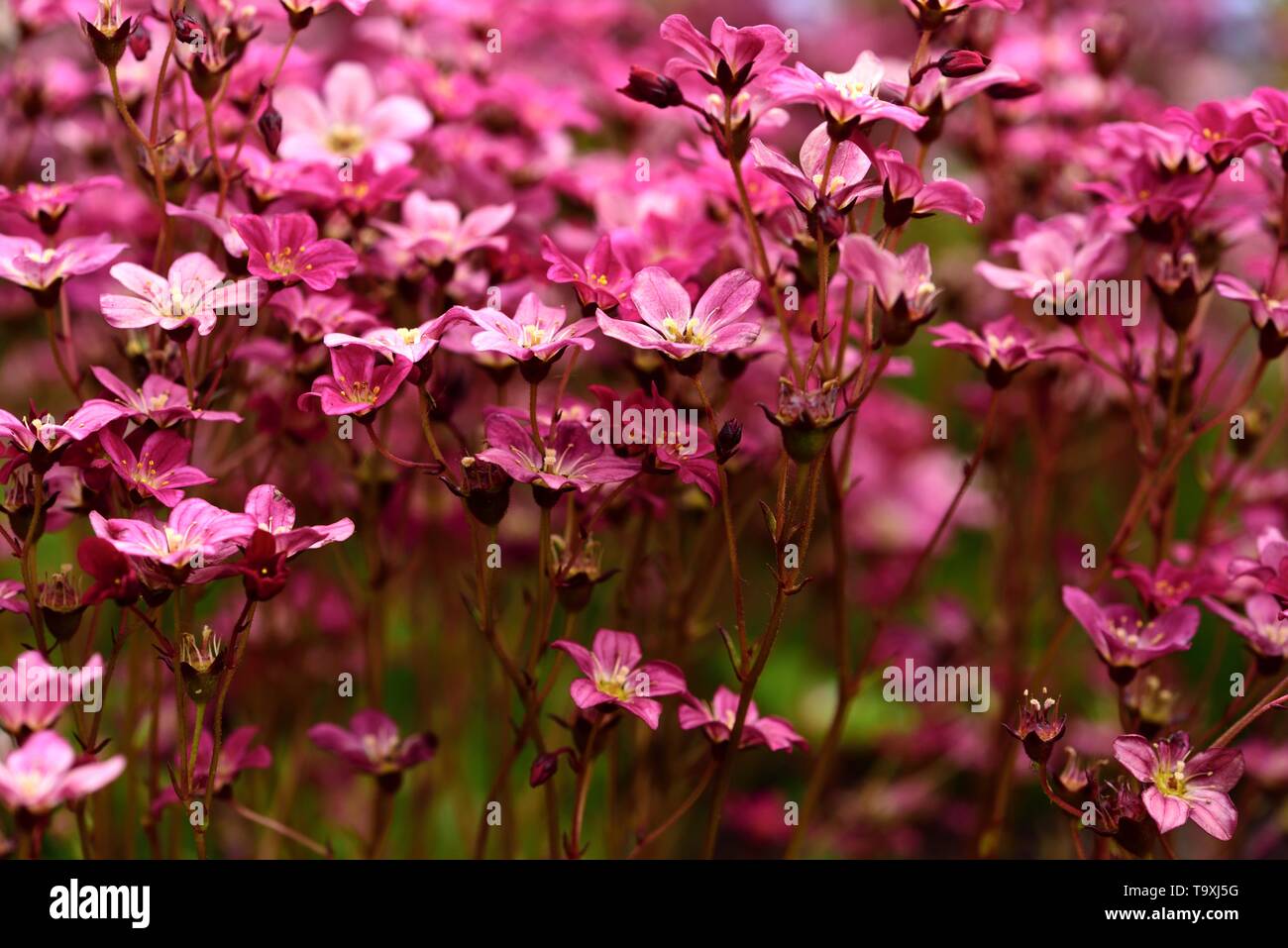 Saxifraga x urbium london pride hires stock photography and images Alamy