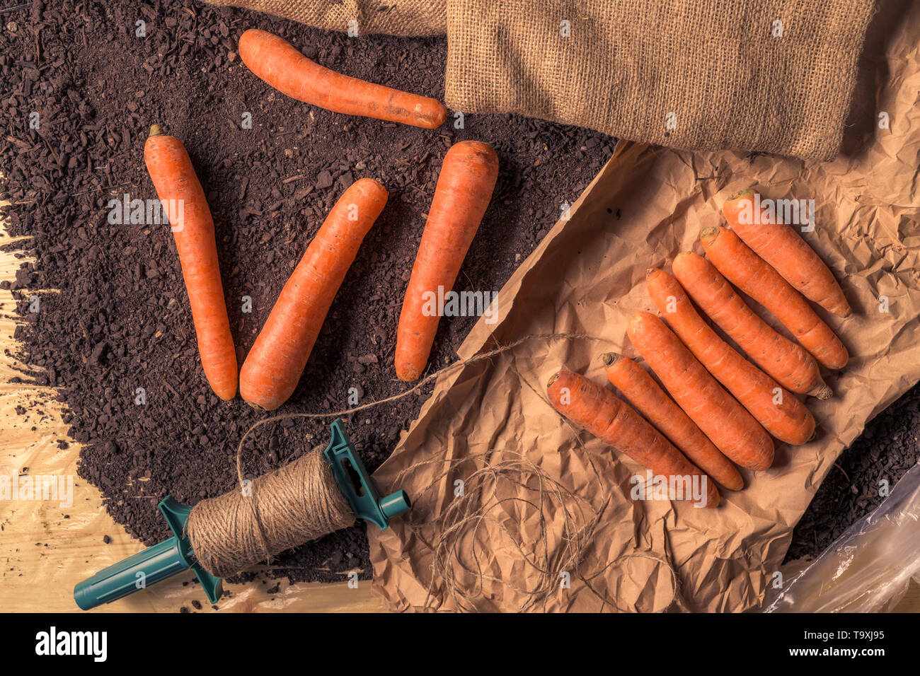 Organic homegrown carrots packing for farmer's market, top view of harvested root vegetable Stock Photo
