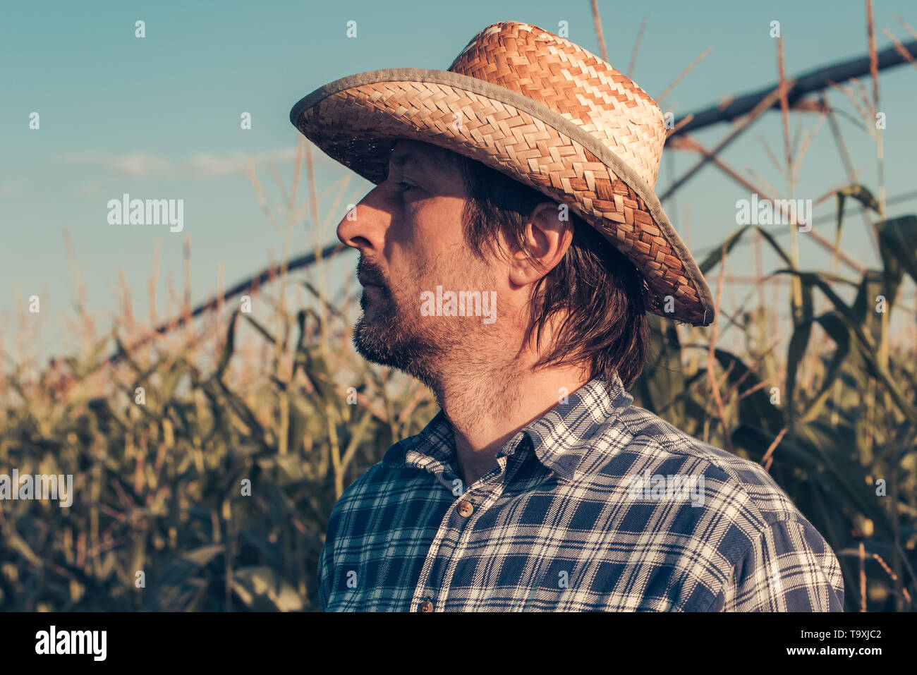 Serious confident agronomist farmer planning agricultural activity in corn field, looking self-assured and determined Stock Photo
