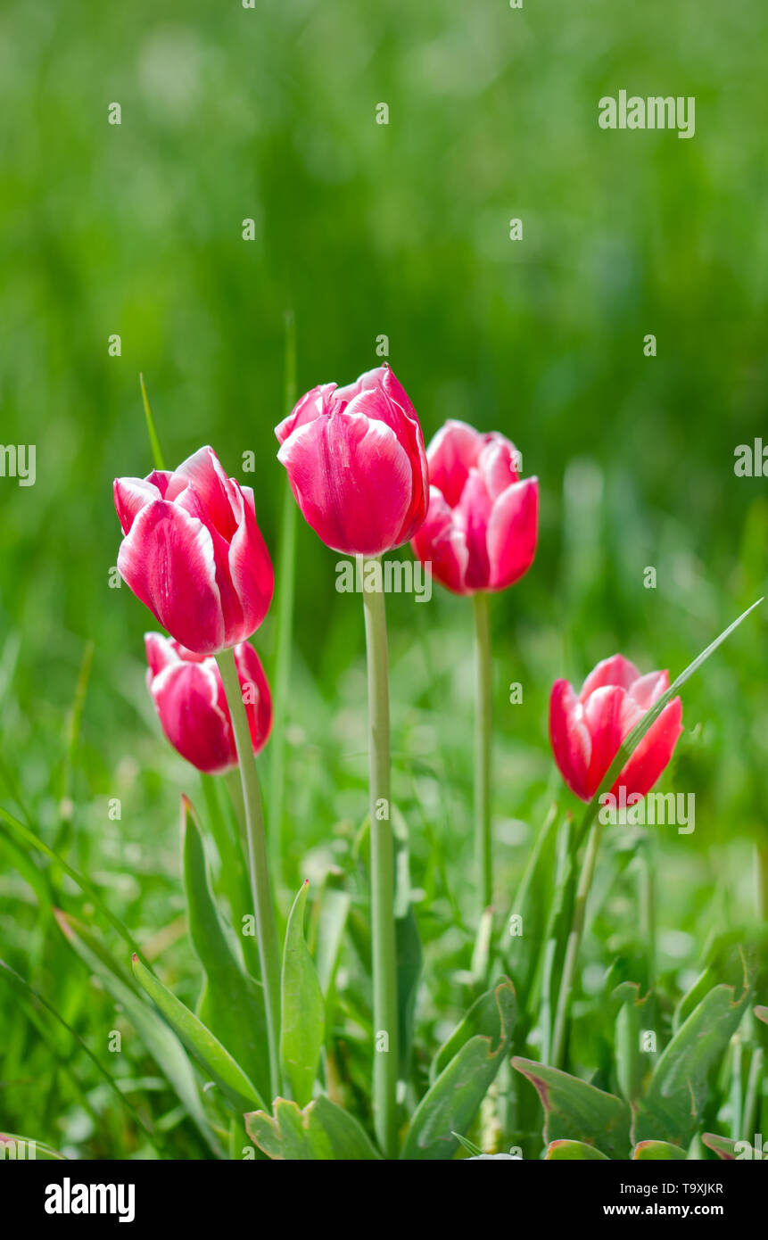 Tulip flowers field, selective focus in spring.. Spring nature ...