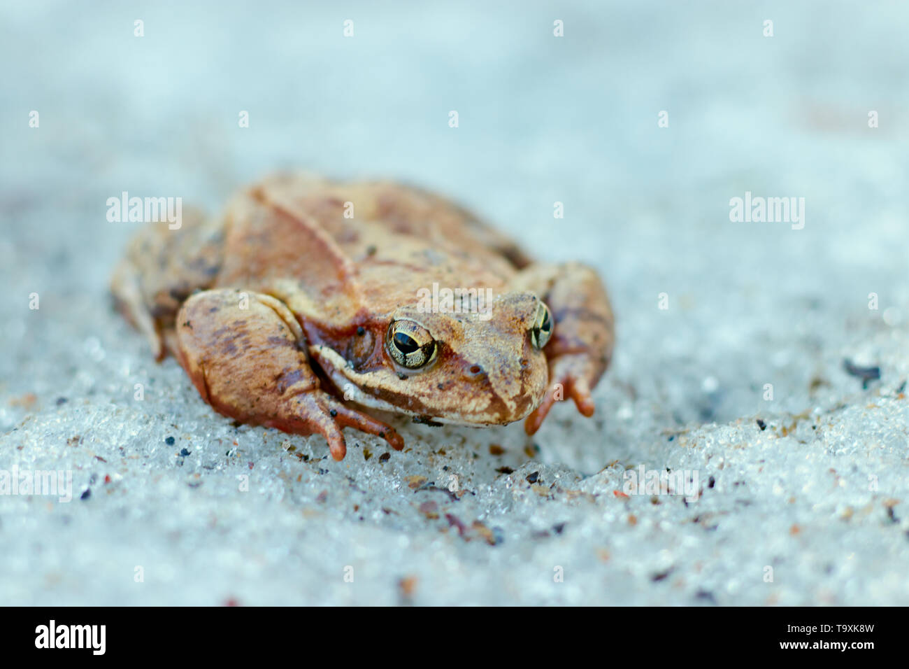 A close up of a frog on the ice. Early spring. abnormal phenomena in ...