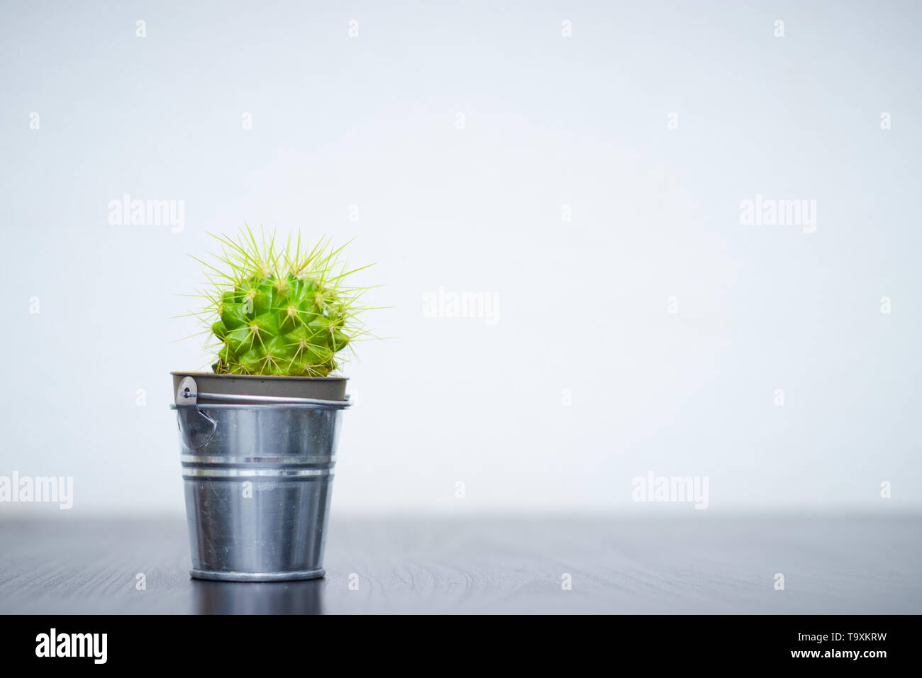 Small plant in a pot of succulents or cacti on a white background, front view. Copy space. Stock Photo