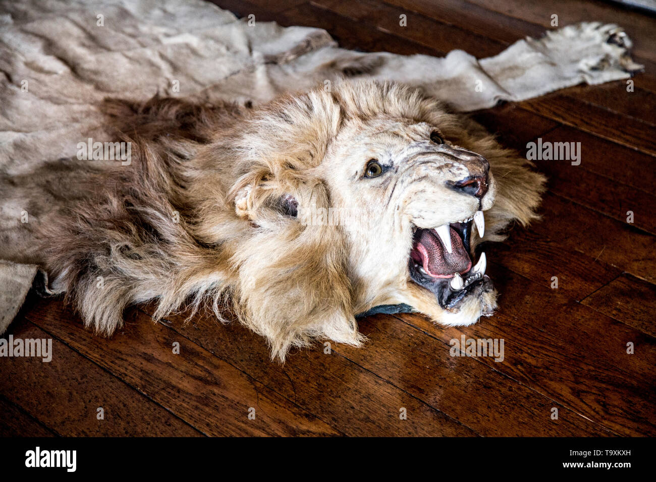 Lion skin rug at Arundel Castle, Arundel, UK Stock Photo