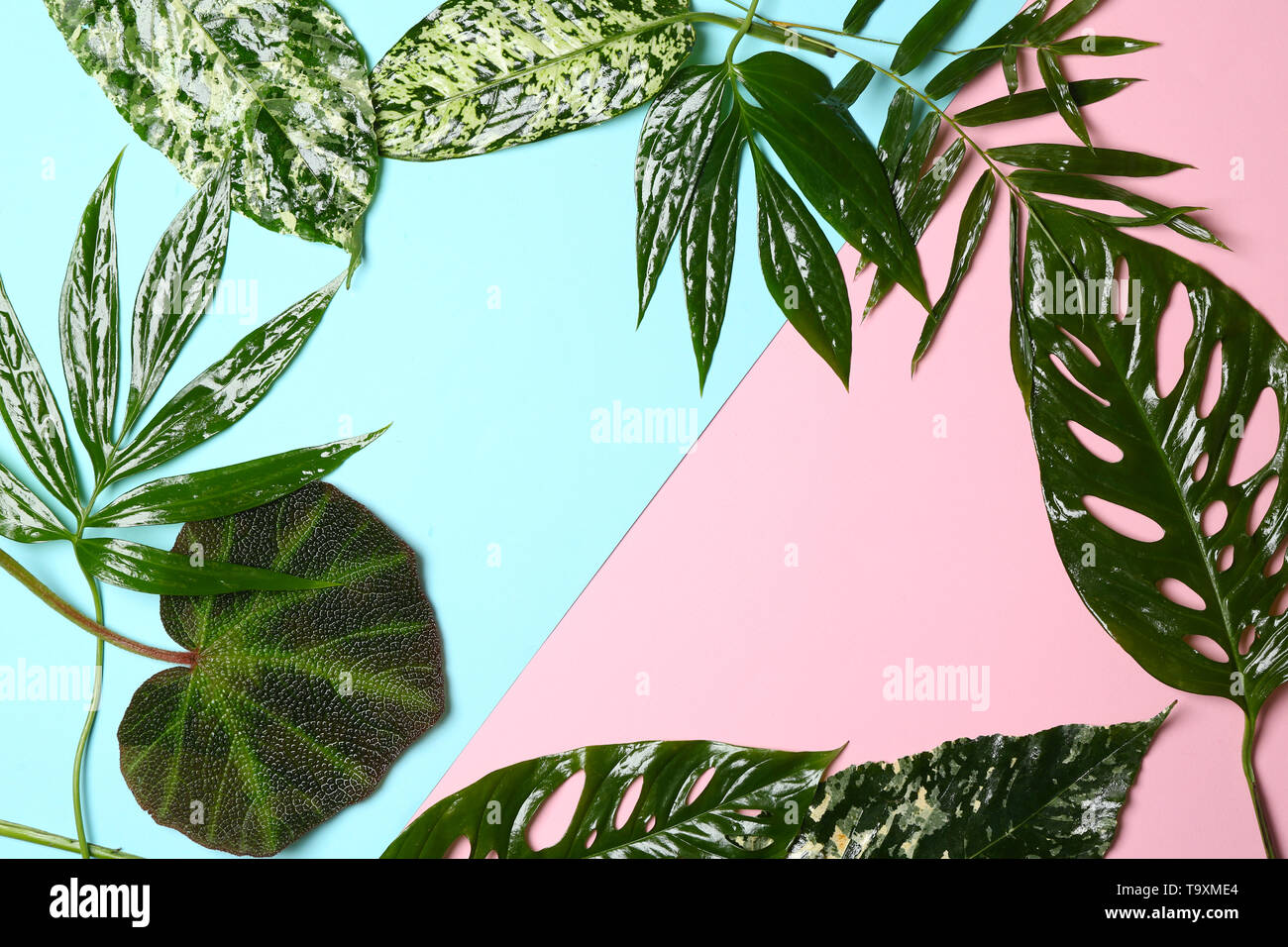 Frame made of green tropical leaves on color background Stock Photo - Alamy