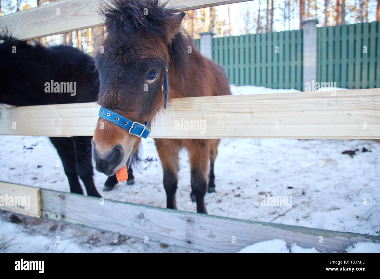 black pony in a pen with wool. Portrait of a pony closeup in winter season. Stock Photo