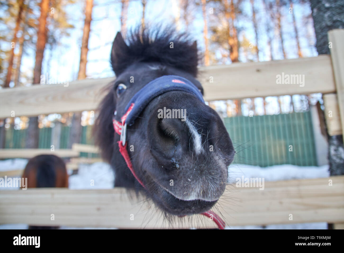 black pony in a pen with wool. Portrait of a pony closeup in winter season. Stock Photo