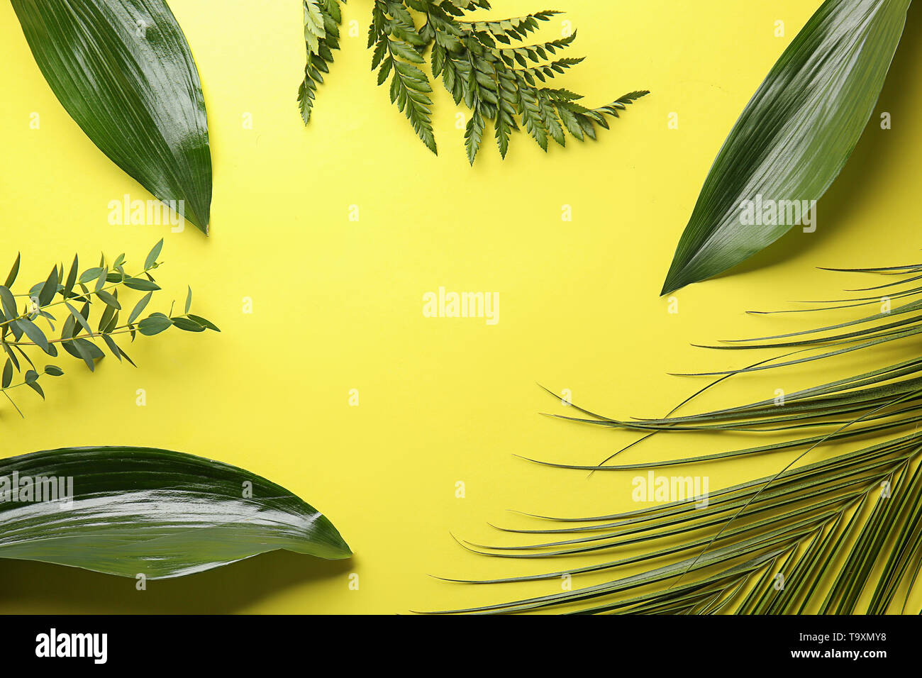 Frame made of different tropical leaves on color background Stock Photo ...