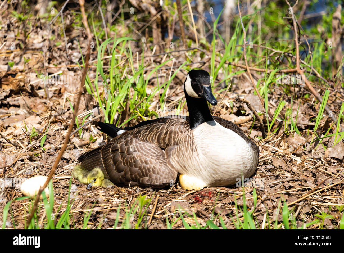 A female Canada goose in her nest hatching eggs with her goslings under ...