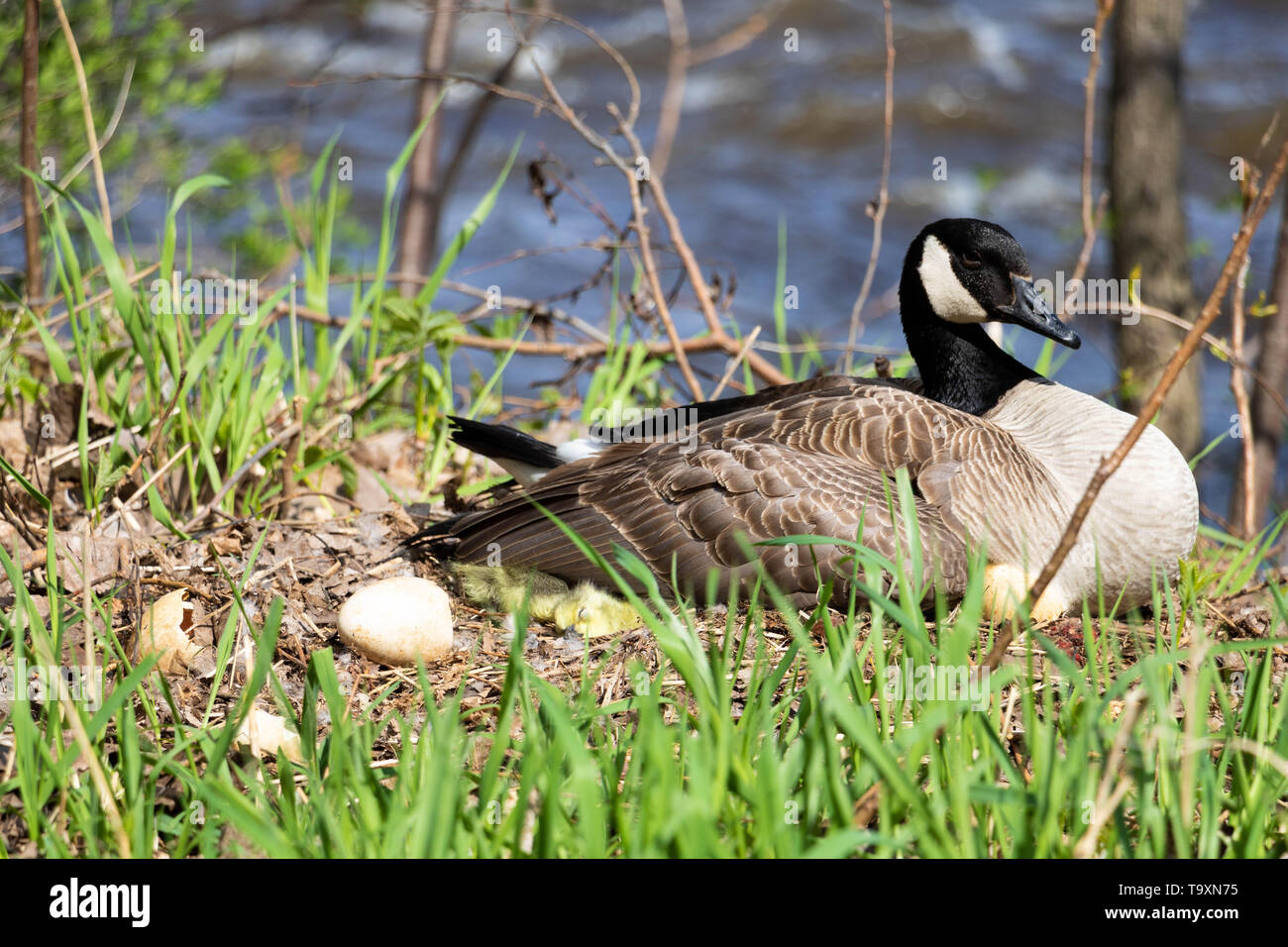 A female Canada goose in her nest hatching eggs with her goslings under her  wing. A female goose with her goslings. Mother goose incubating eggs Stock  Photo - Alamy