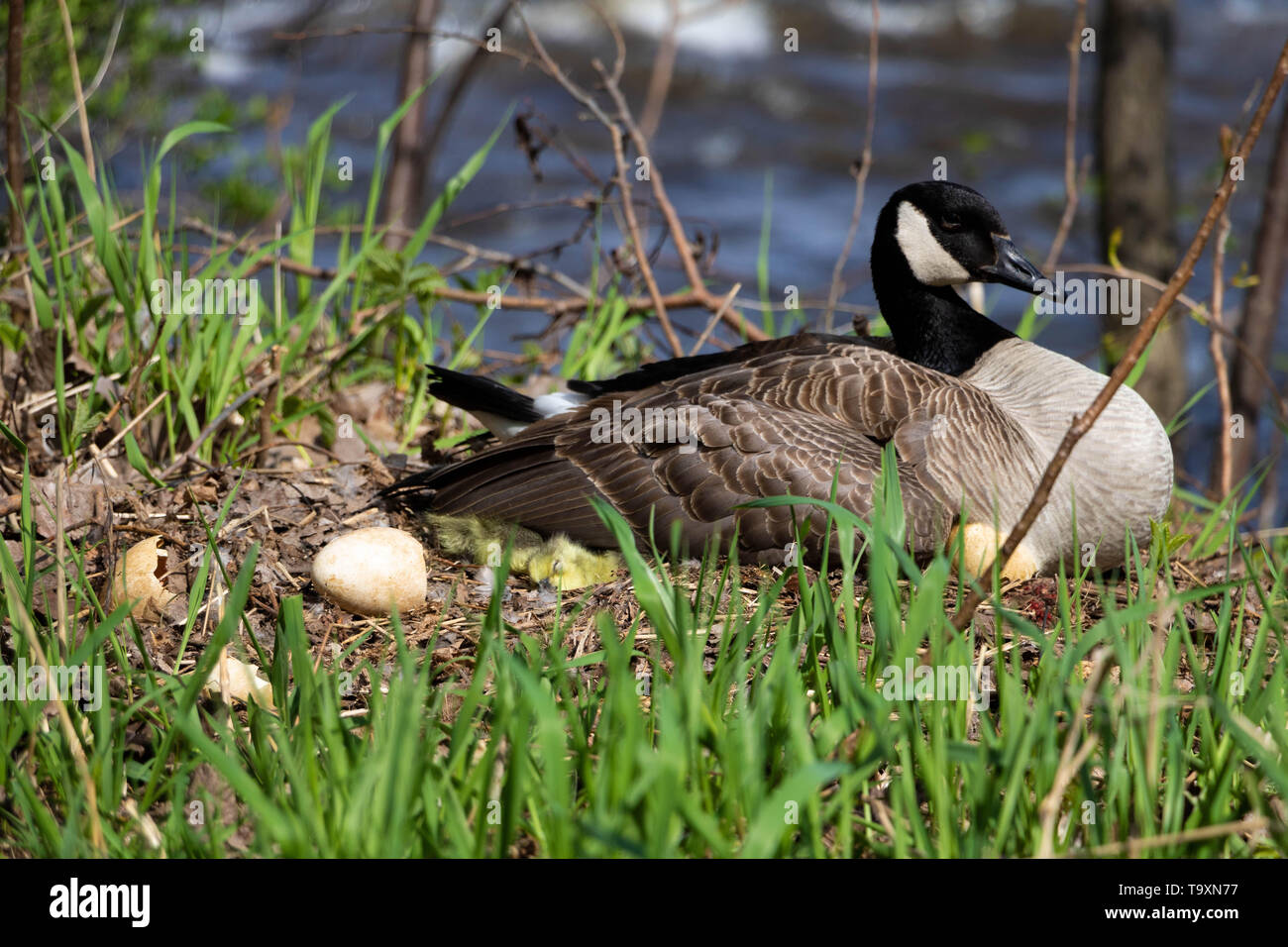 Broody canada discount goose