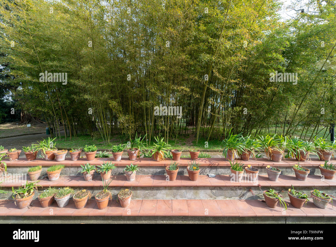 Botanical garden of Naples, Orto Botanico, Bulbous ,  Tuberous and Rhizomatous Stock Photo