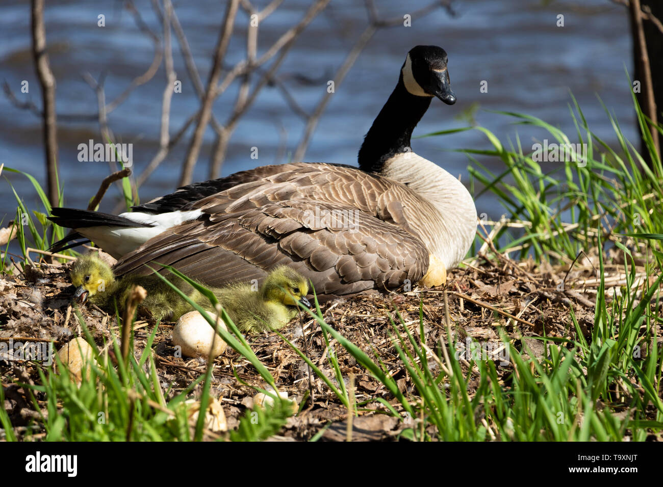 Nest hatching hi-res stock photography and images - Alamy