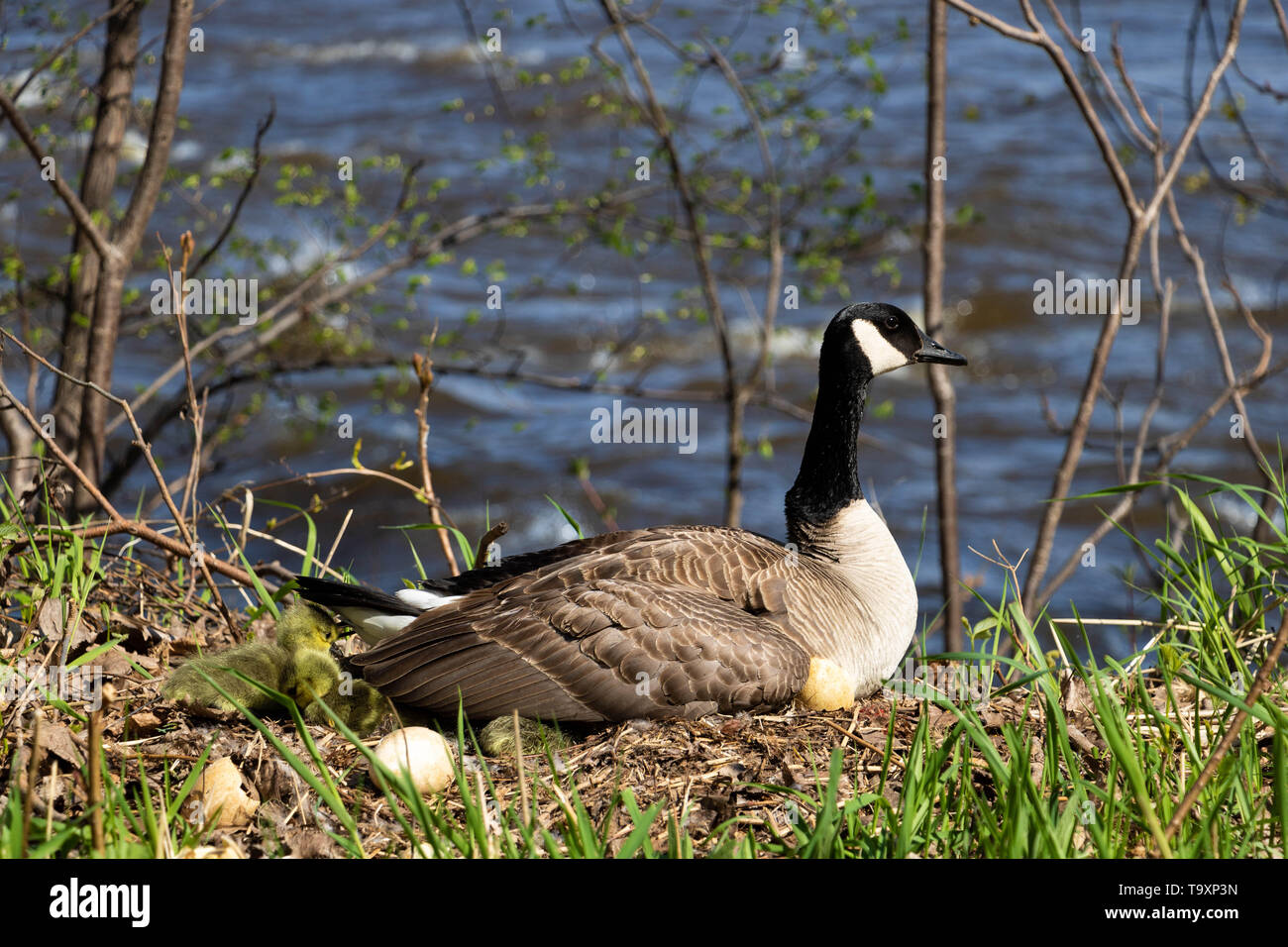 Goose egg hatching hi res stock photography and images Alamy