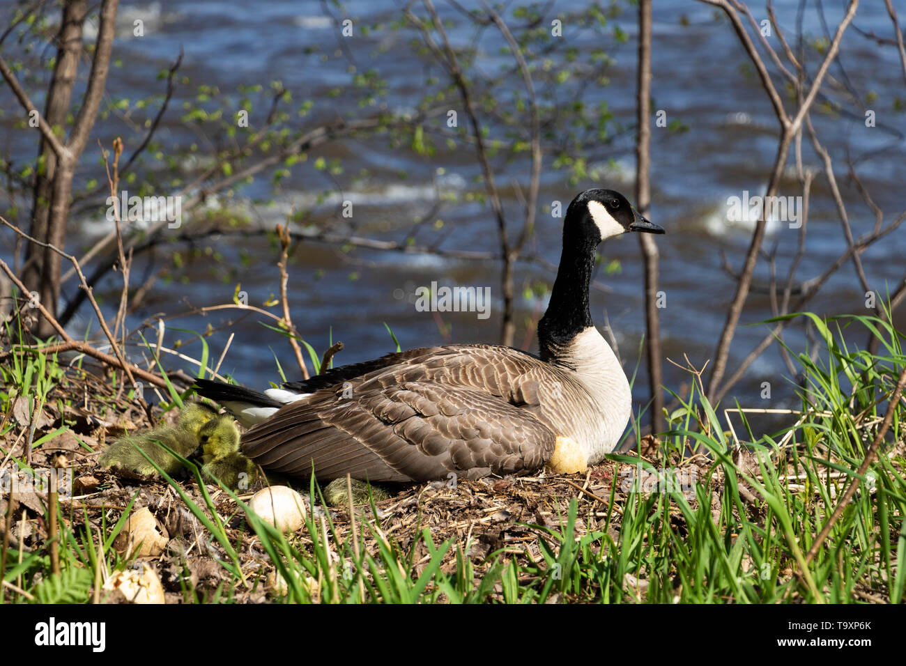 A female Canada goose in her nest hatching eggs with her goslings under her  wing. A female goose with her goslings. Mother goose incubating eggs Stock  Photo - Alamy