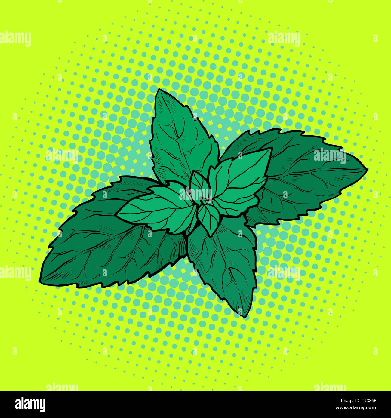 mint leaf, aromatic plant. Pop art retro vector illustration vintage kitsch  Stock Vector Image & Art - Alamy