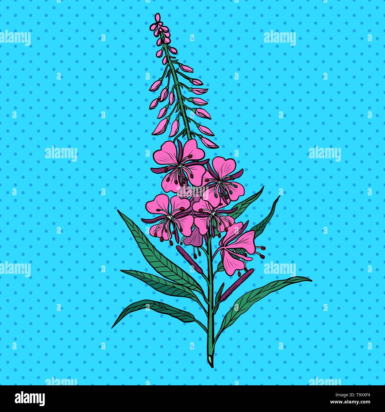 Ivan tea medicinal plant. Pop art retro vector illustration vintage kitsch Stock Vector