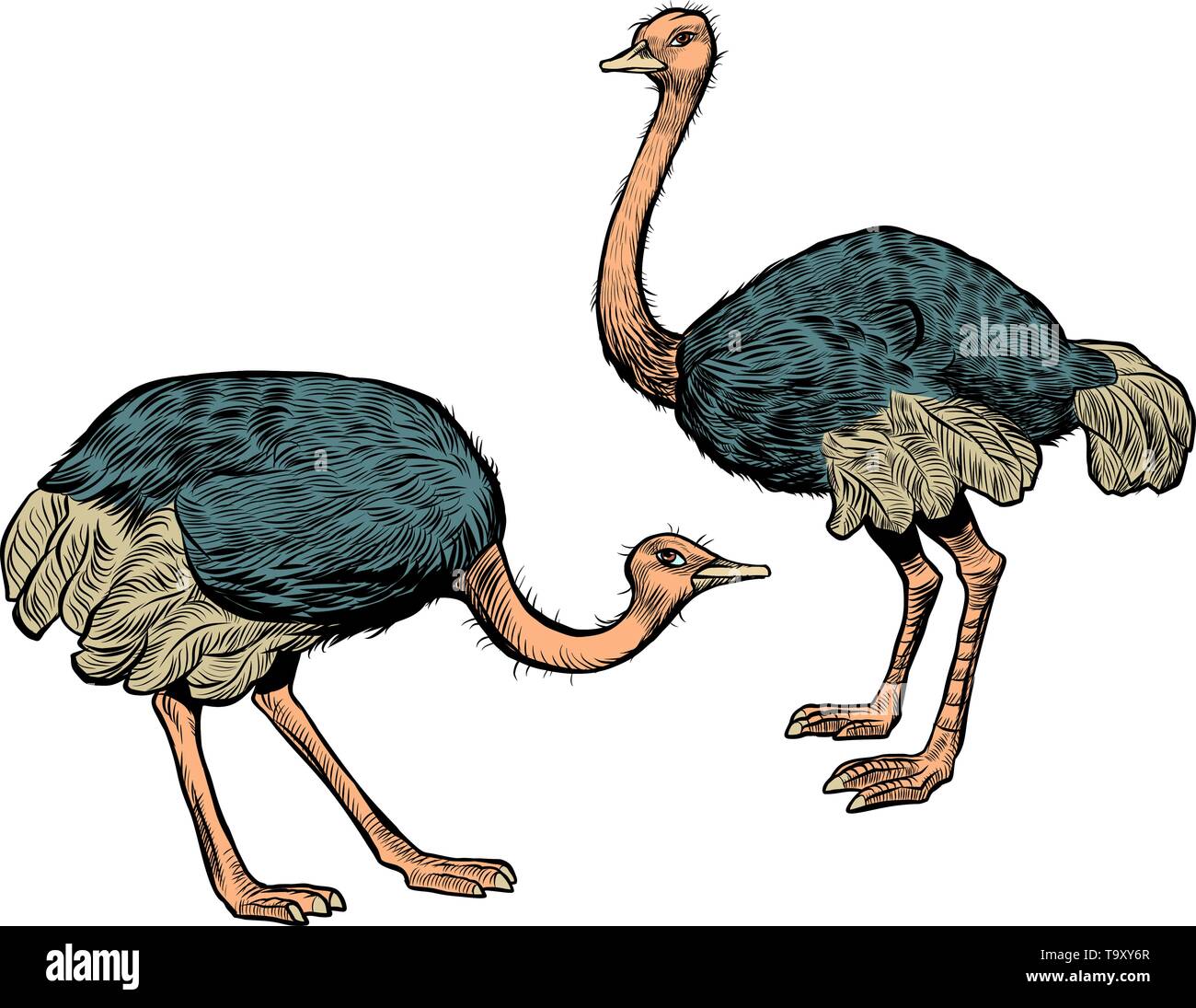 African ostriches, wild and farm animals. Pop art retro vector ...