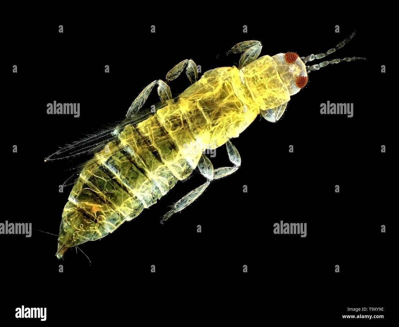 Thrips (probably Thripidae), found on carrot foliage, about 1mm in length Stock Photo