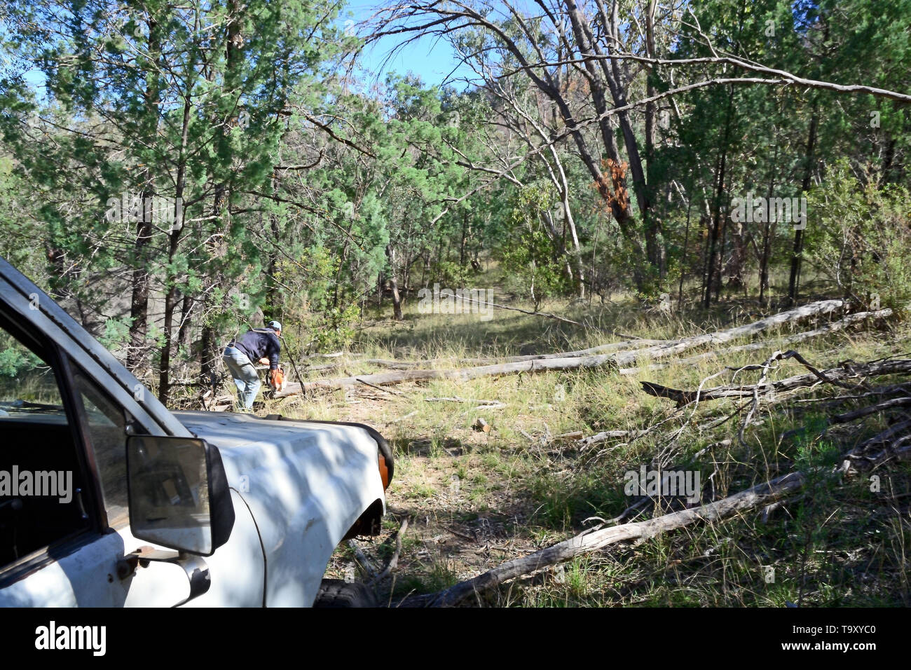 Man using a chainsaw on fallen logs across a bush track. NSW Australia. Stock Photo