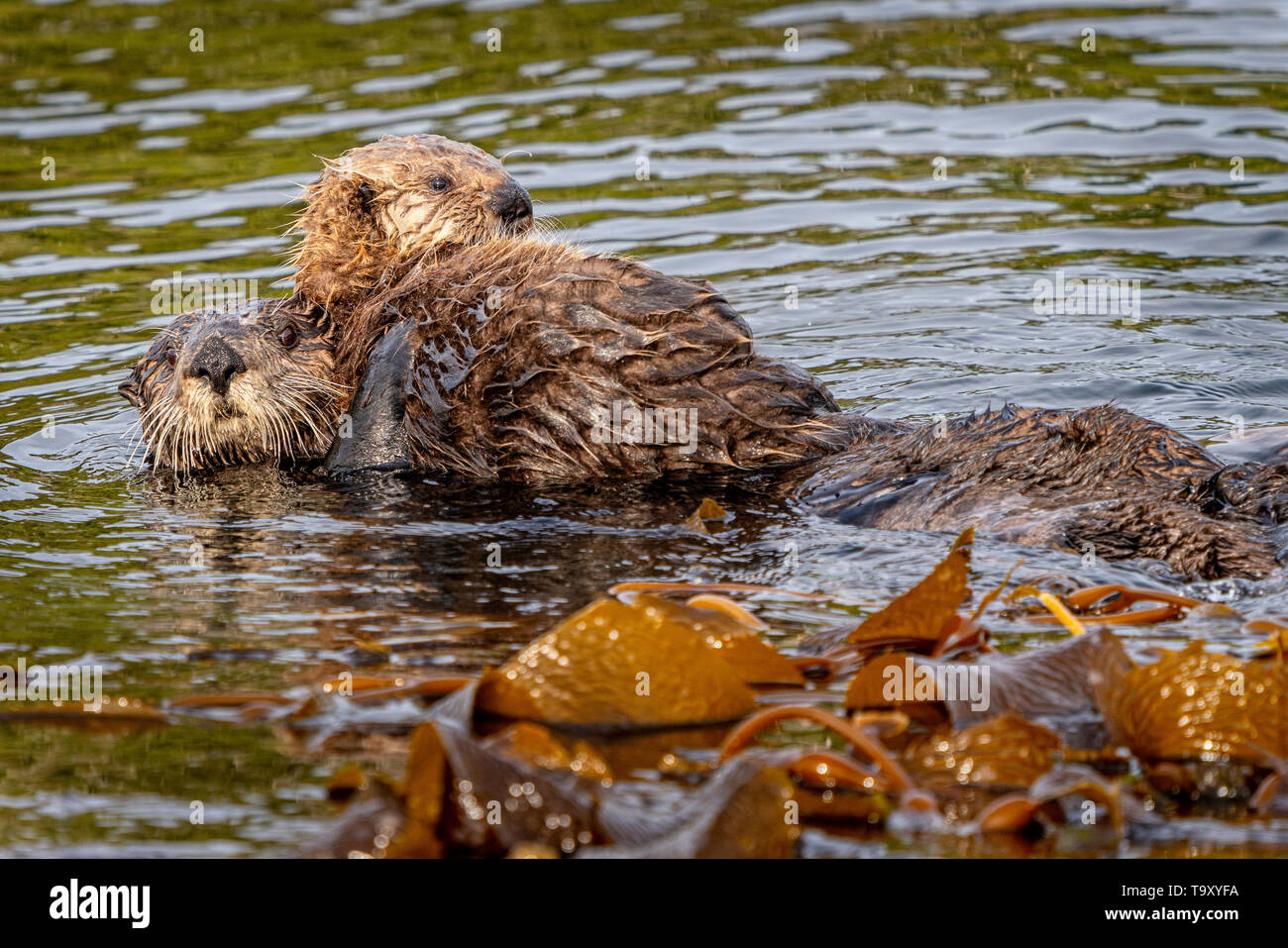 Sea otter (Enhydra lutris) mom with baby a  off the northwestern Vancouver Island shore, Cape Scott, British Columbia, Canada. Stock Photo