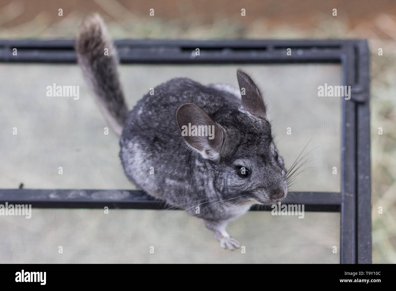 A picture of a grey mice Stock Photo