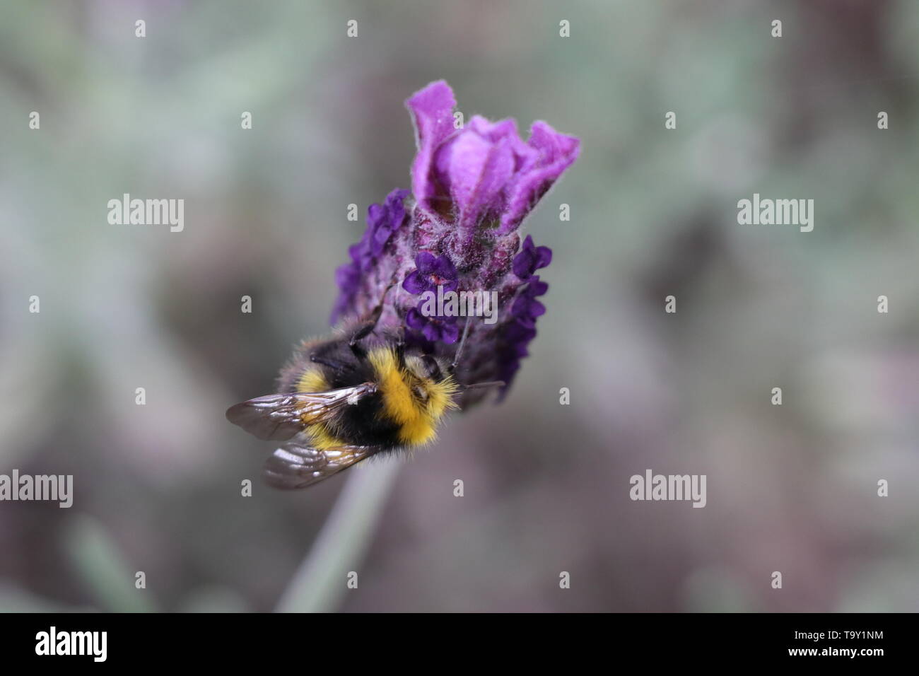 Bumble Bee, Bombus, on French or Spanish Lavender, Lavandula stoechas, or topped lavender, is a species of flowering plant in the family Lamiaceae Stock Photo