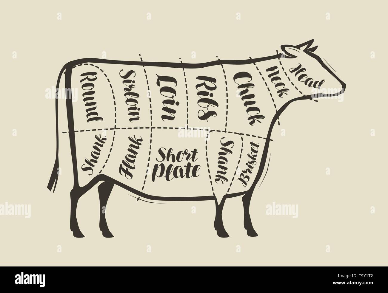 Cut of beef meat. Menu for restaurant or butcher shop. Vector vintage Stock Vector