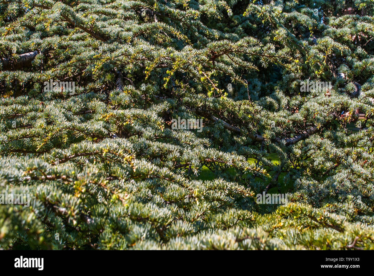 Atlas cedar (Cedrus atlantica). beautiful Suitable for making