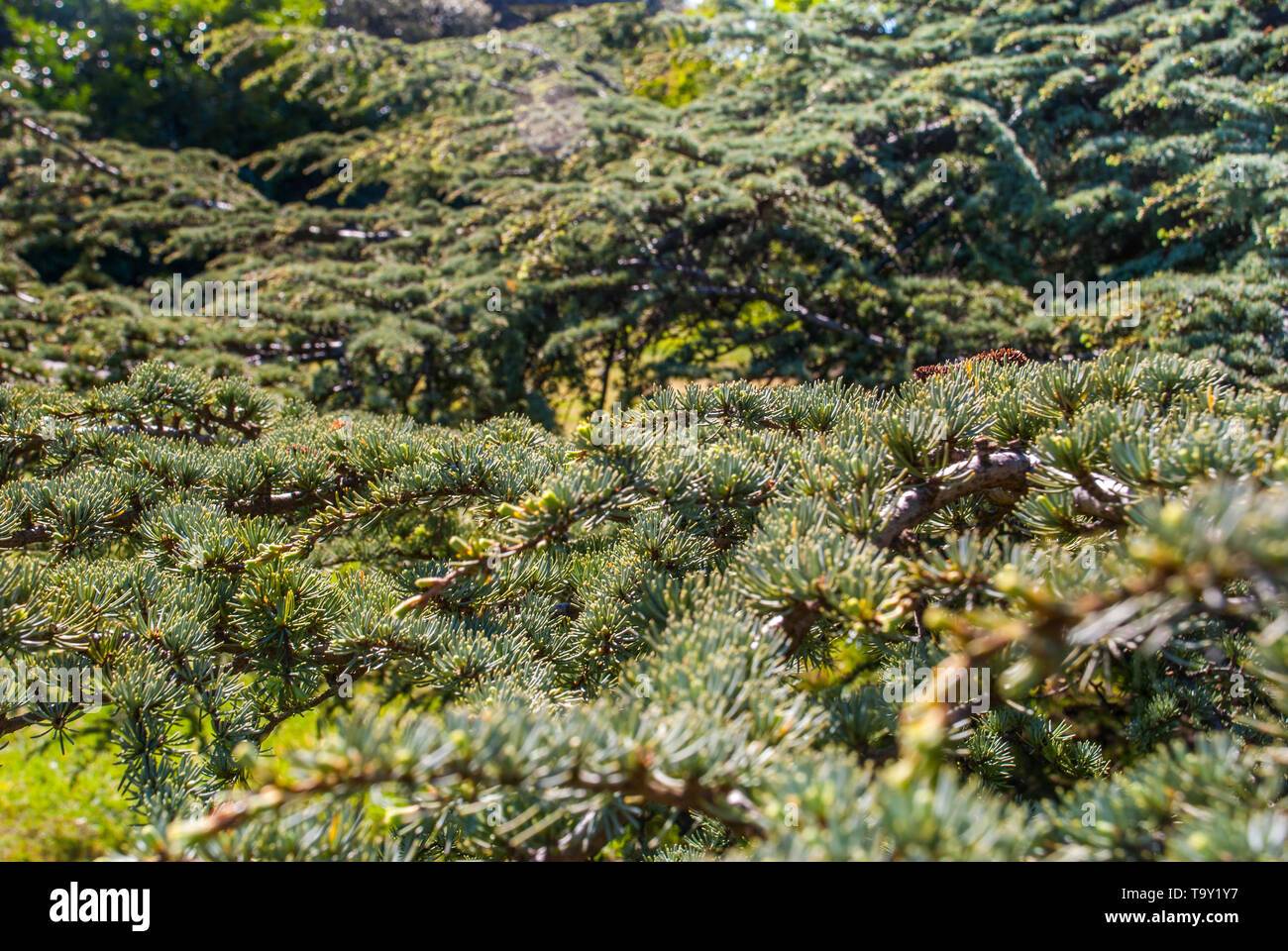 Atlas cedar (Cedrus atlantica). beautiful Suitable for making