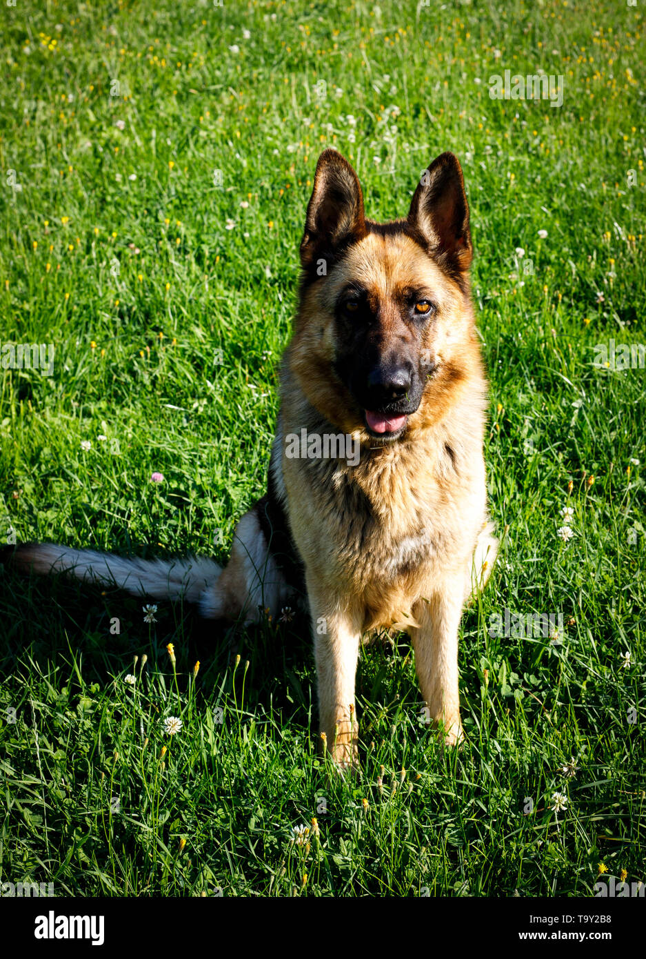 faithful family member dog looking pride to its human pack and spreading happiness Stock Photo