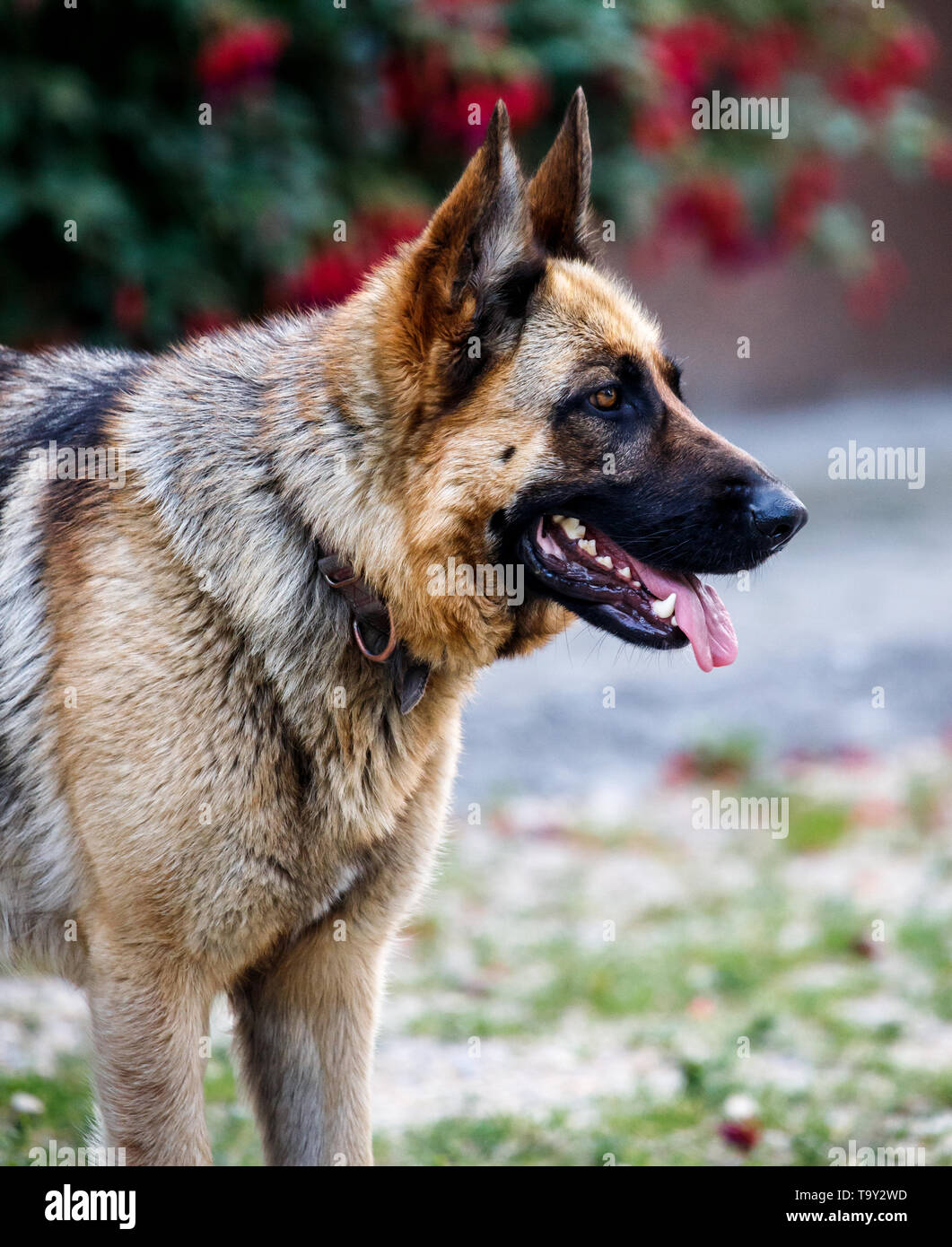 faithful family member dog looking pride to its human pack and spreading happiness Stock Photo