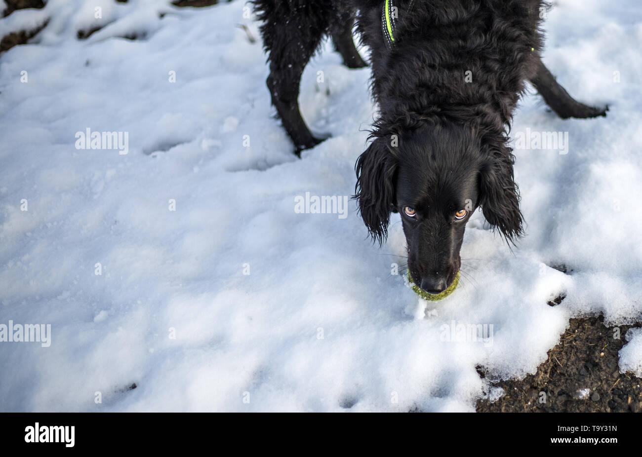 faithful family member dog playing with its human pack and spreading happiness in the snow on a field Stock Photo