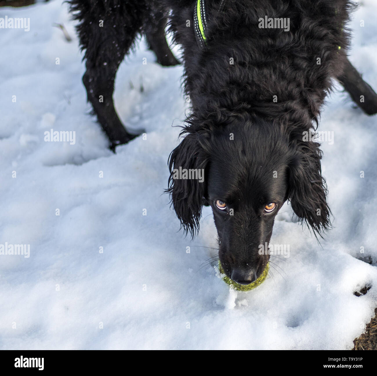faithful family member dog playing with its human pack and spreading happiness in the snow on a field Stock Photo