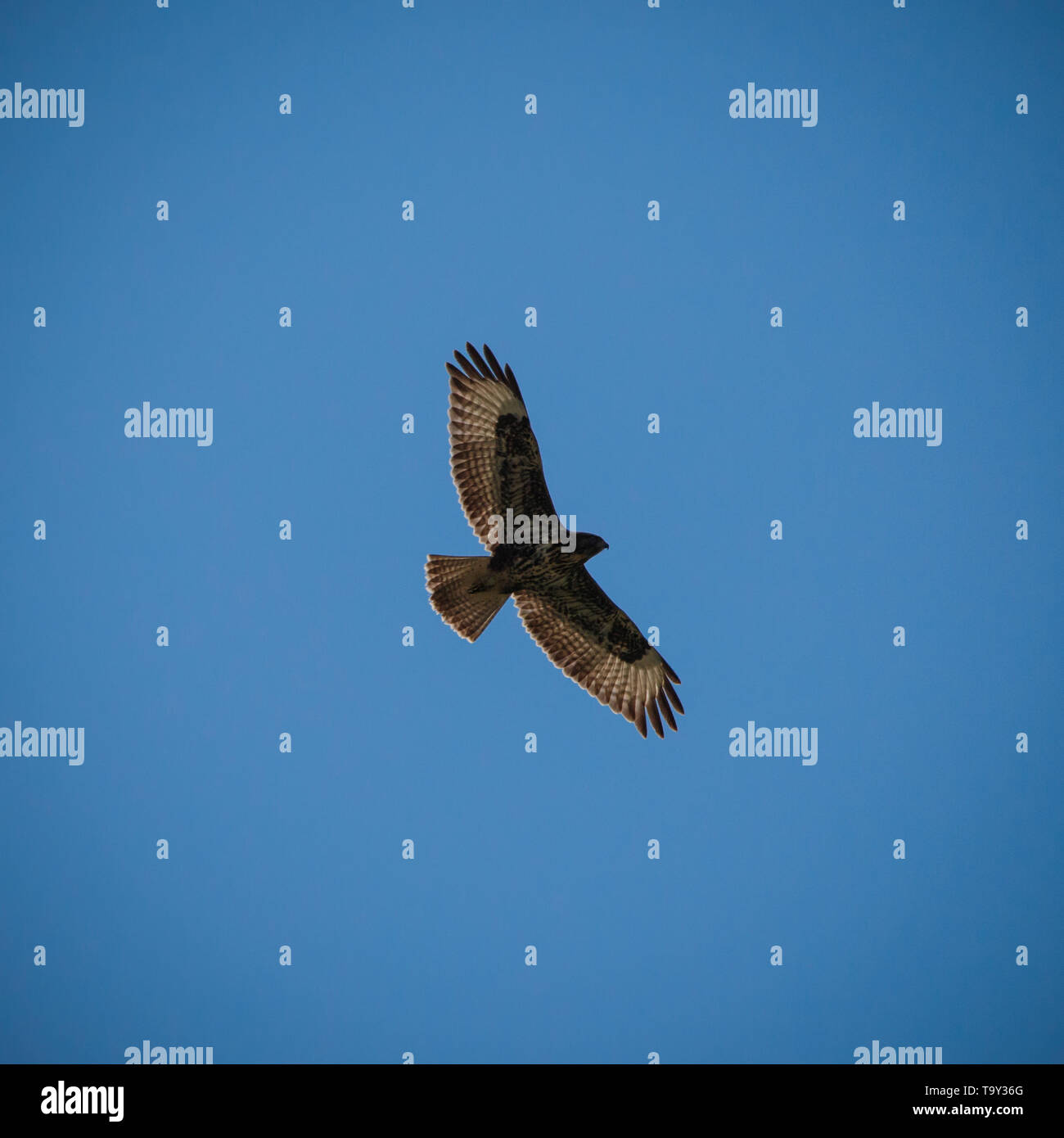 mighty eagle flying high in the beautiful blue cloudy sky showing its silhouette in spring Stock Photo