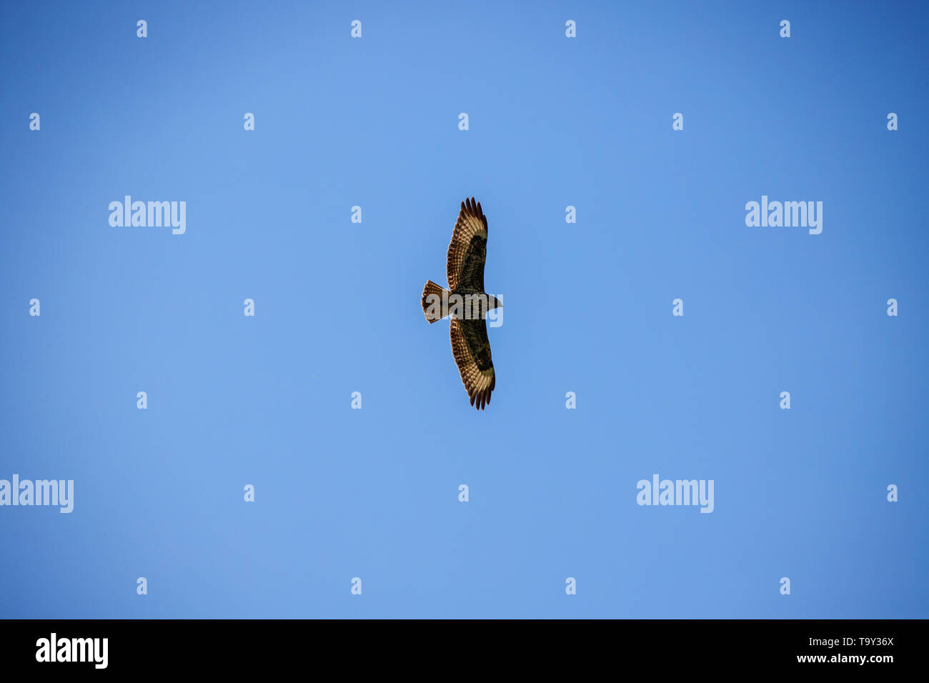 mighty eagle flying high in the beautiful blue cloudy sky showing its silhouette in spring Stock Photo