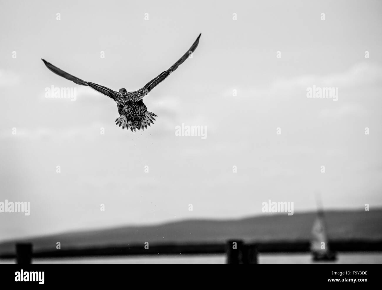 Mallard fly away high up in the sky in front of summer clouds Stock Photo