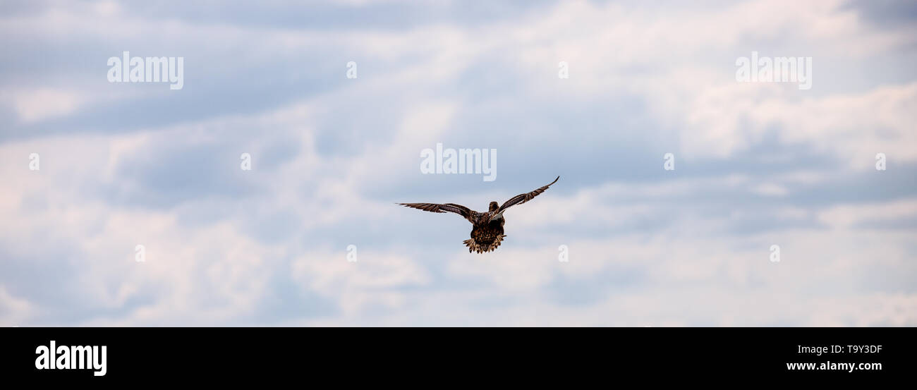 Mallard fly away high up in the sky in front of summer clouds Stock Photo