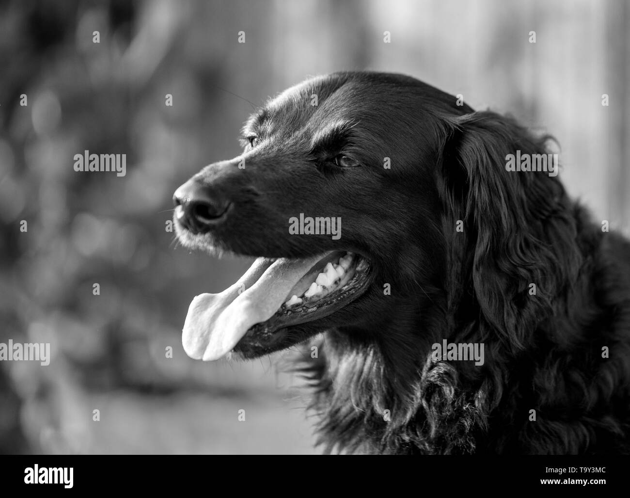 family dog smiling at sunset and putting out his tongue looking happily black and white contrast Stock Photo