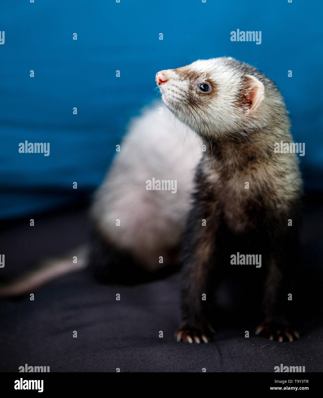 loved skulk coloured ferret on the balcony smiling and cleaning its pelt happily Stock Photo