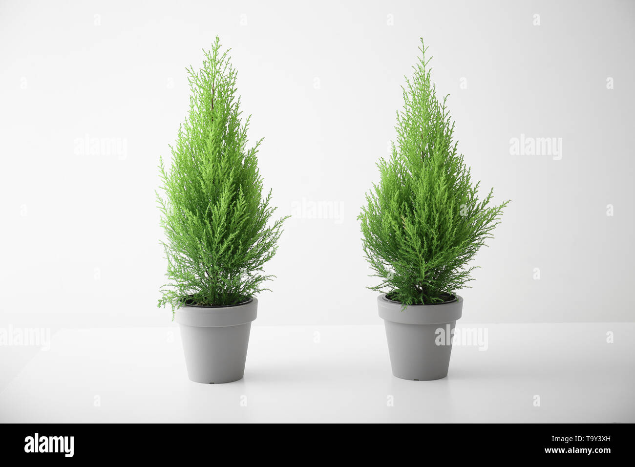 Cypress lemon trees in pots on white background Stock Photo