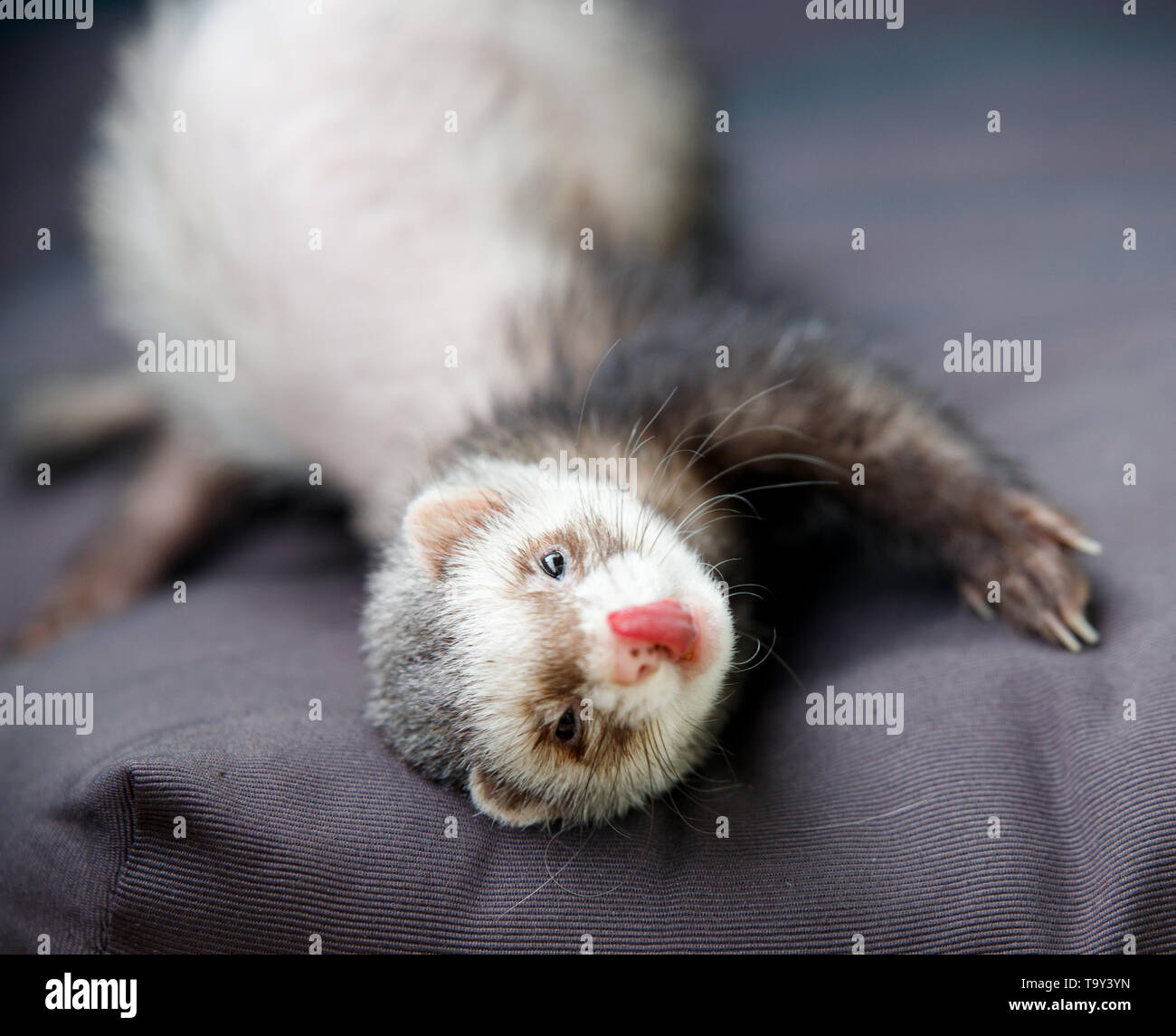 loved skulk coloured ferret on the balcony smiling and cleaning its pelt happily Stock Photo