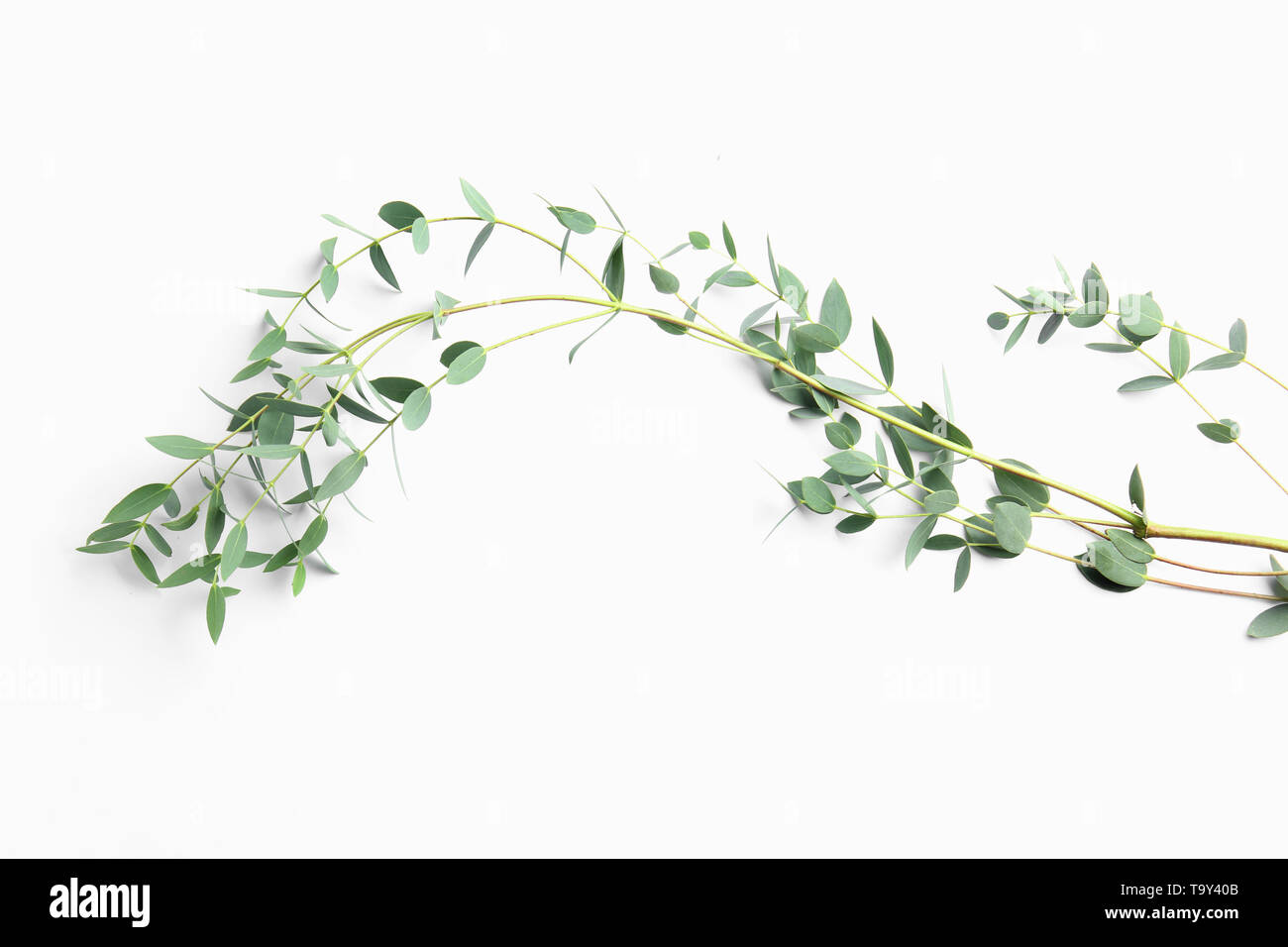 Branch of tropical plant on white background Stock Photo - Alamy